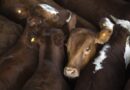 Trump’s beef trade deal is a lose-lose gamble that won’t lower prices