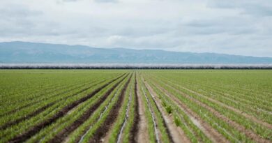 ‘We’re harvesting the sun’: A huge solar project grows in California
