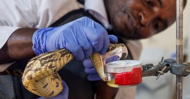As the world warms, the risk of snakebites is rising