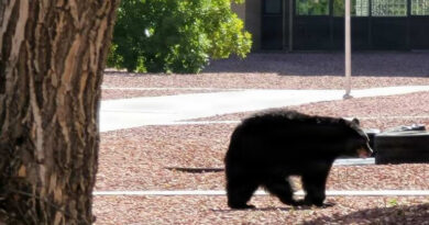 Hungry bears are heading to Fort Carson this summer