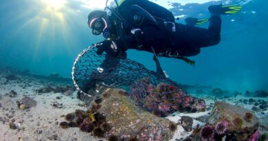 Efforts to save kelp forests from ocean warming are ramping up