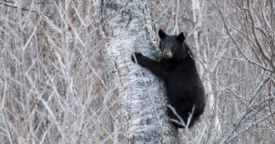 The Alaskan bear necessities: One commissary peach