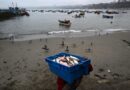 El Niño is here, and it’s already scrambling fisheries throughout the Pacific