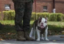 ‘Genetic tolerance to the heat and humidity’: Marines search for next Parris Island mascot