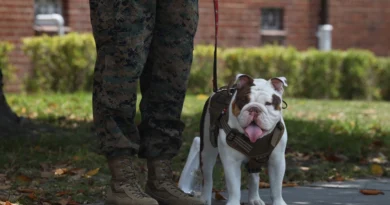 ‘Genetic tolerance to the heat and humidity’: Marines search for next Parris Island mascot