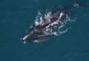 Trump is gutting the Endangered Species Act. These 10 species show what’s at stake.