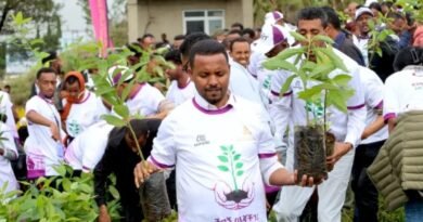 Fifty billion seedlings: Can Ethiopia replant its ravaged forests?