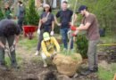 Pampered city trees deal with stress better than their country cousins