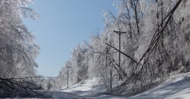 A federal program to restore forests after disaster has gotten too many funding requests